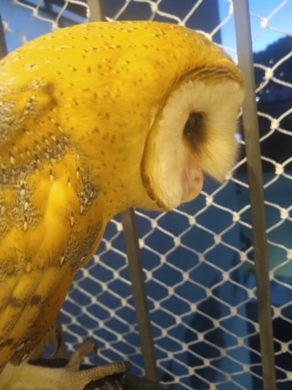 Fechamento completo de janelas residenciais contra quedas de animais